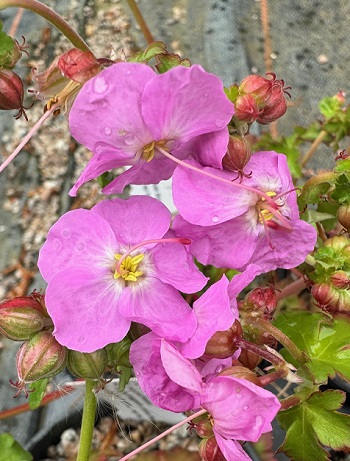 Geranium macrorrhizum